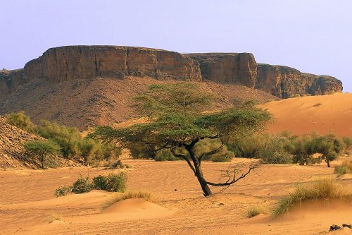 Travel clinic Mauritania