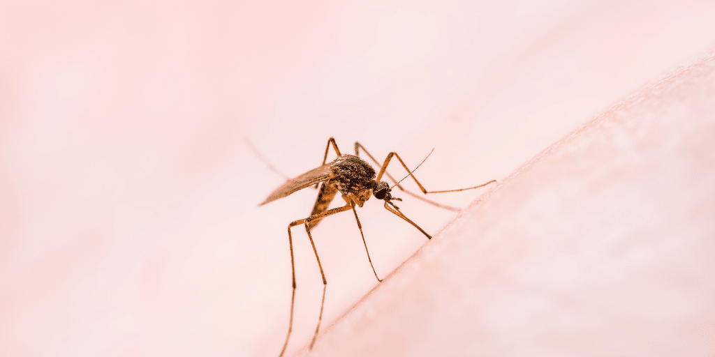 Yellow Fever Mosquito