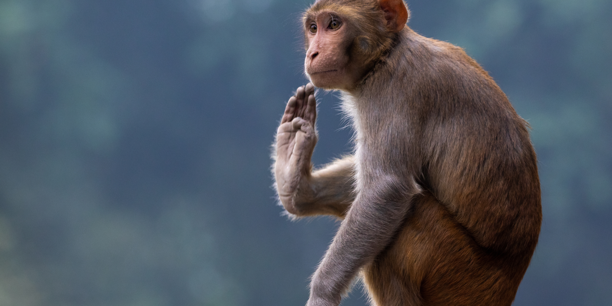 Pre-Exposure Vs. Post-Exposure Rabies Vaccines